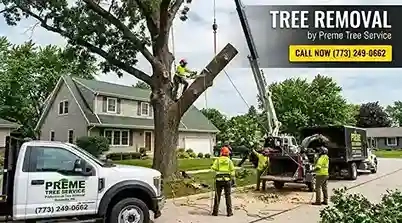 Tree Removal Service Wisconsin