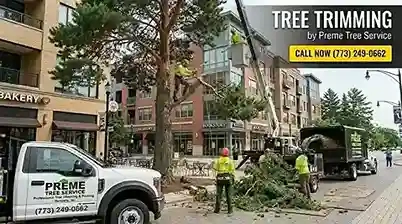 Professional tree and bush trimming service Wisconsin - Preme Tree Service